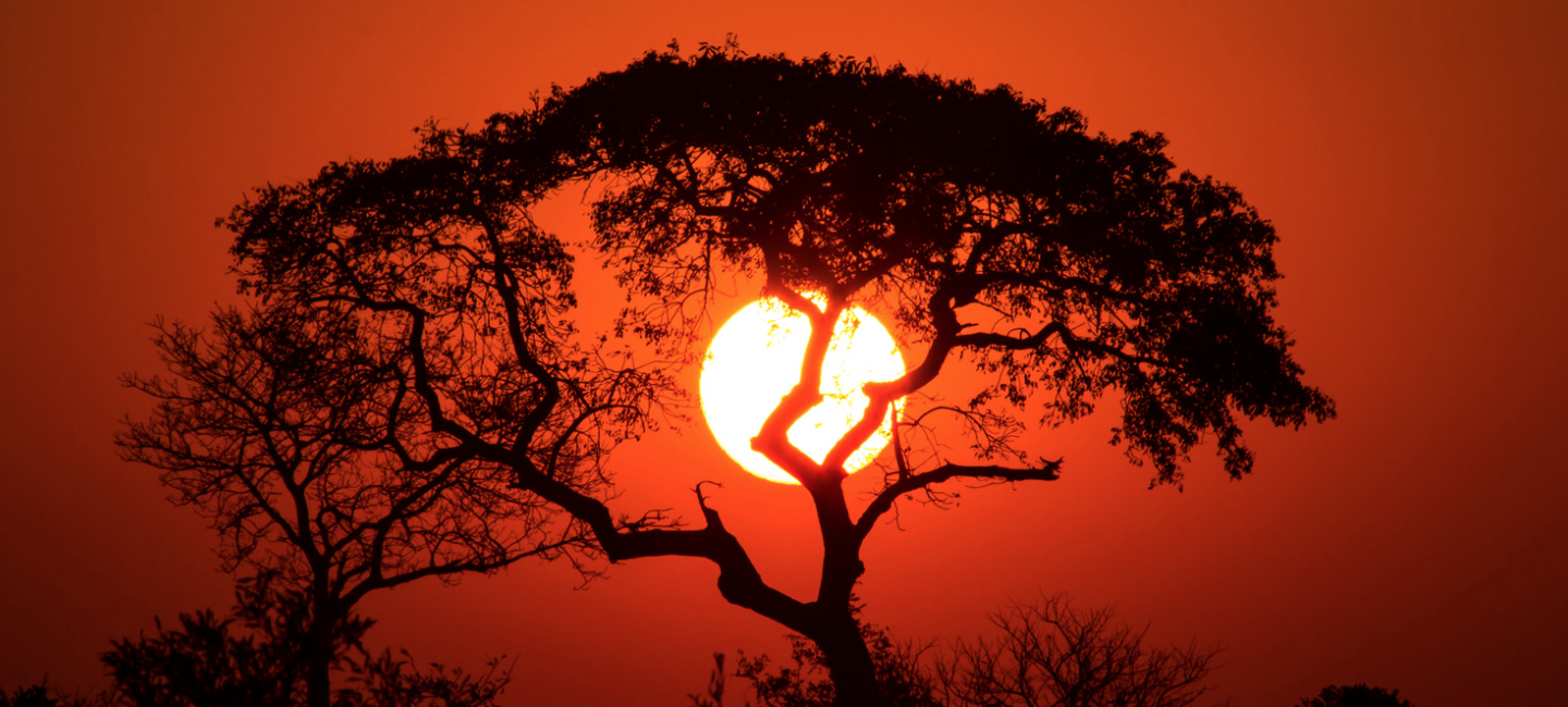 How The Lion King Impacts Your Social Media Based Business